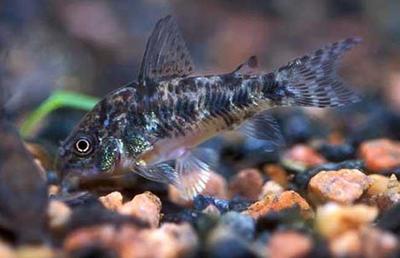 水族箱清洁使者 探索清道夫鱼的生长奥秘