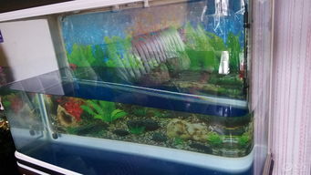 水族箱换水 维持生态平衡与鱼类健康的关键步骤