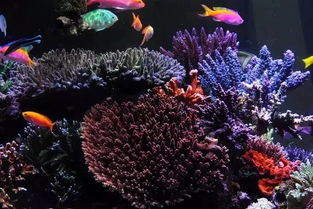 绝了！这半岛布局海缸真是美绝了 打造梦幻水族箱的艺术指南