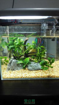 新手四天水族箱体验与建议分享